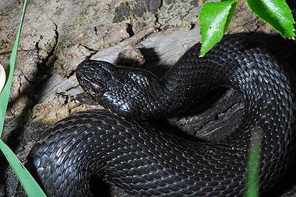 В четверг в Северодвинске зарегистрирован первый в этом году укус человека змеей.