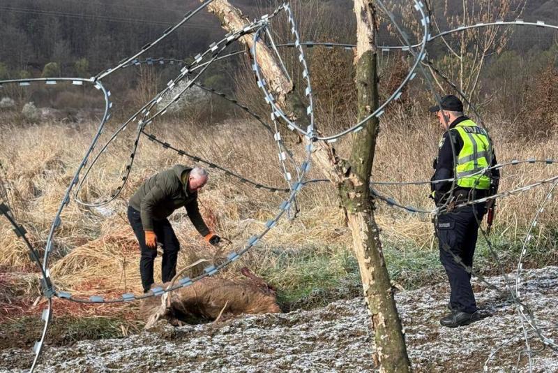 В Ужанському нацпарку загинув олень, який заплутався у колючому дроті встановленому прикордонниками